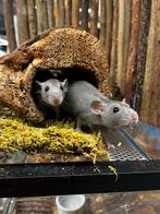 Jonge tamme dwergratten ( rechtstreeks van de fokker), Rat, Juli, Vrouwelijk, Tam