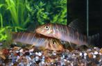 2x Botia striata – Gestreepte botia, Dieren en Toebehoren, Vis