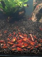 Rode garnalen, Dieren en Toebehoren, Vissen | Aquariumvissen, Kreeft, Krab of Garnaal