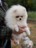 ❤️Pomeranian meisje❤️, Dieren en Toebehoren, Honden | Poolhonden, Keeshonden en Oertypen, België, Particulier, 15 weken tot 1 jaar