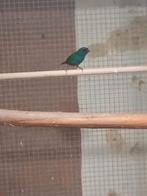 Forbes papegaai amadine, Dieren en Toebehoren, Vogels | Overige Vogels, Meerdere dieren