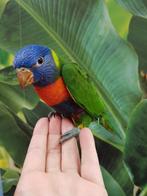 Jonge Lori´s van de Blauwe Bergen | Nieuwsgierig | Handtam, Dieren en Toebehoren, Vogels | Parkieten en Papegaaien, Meerdere dieren