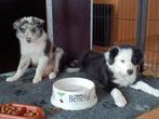 Border collie pups,dame inmiddels gereserveerd, reu nog vrij, Dieren en Toebehoren, 8 tot 15 weken, Collie, Meerdere, Meerdere dieren