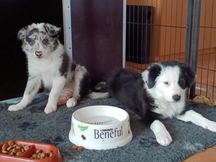 Border collie pups,dame inmiddels gereserveerd, reu nog vrij, Dieren en Toebehoren, Honden | Herdershonden en Veedrijvers, Meerdere dieren