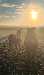 Weiland/stuk grond te huur gezocht, Dieren en Toebehoren