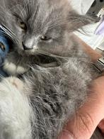 Een Ragdol kat (Ragdol en brits korthaar mix), Kater, Langharig, 0 tot 2 jaar