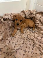 chihuahua, 8 tot 15 weken, Eén hond, Nederland, Particulier