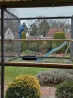 Halsbandparkieten, Dieren en Toebehoren, Meerdere dieren, Parkiet, Geringd