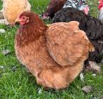 Cochin kriel hennen, Dieren en Toebehoren, Pluimvee, Vrouwelijk, Kip