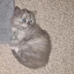 Main coon kitten mooi meisje 💕, Geslacht onbekend, Gechipt, 0 tot 2 jaar