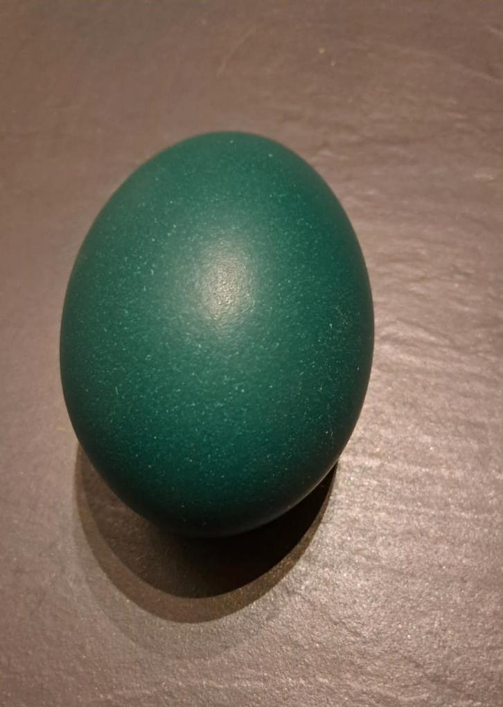 Emoe eieren, Dieren en Toebehoren, Pluimvee, Overige soorten, Meerdere dieren