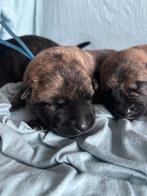 Hollandse x Duitse herder pups, Dieren en Toebehoren, Honden | Herdershonden en Veedrijvers, 8 tot 15 weken, CDV (hondenziekte)