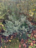 Diverse planten en bloemen (zelf eruit halen), Ophalen, Overige soorten, 100 tot 250 cm