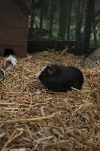 4 mannetjes cavias. 10 euro voor alle vier., Mannelijk, Cavia