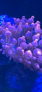 Rode Tepelanemoon, Dieren en Toebehoren, Vissen | Aquariumvissen, Vis