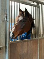 Paard te koop. Super lieve bomproof ruin te koop!, Dieren en Toebehoren, Paarden, Ruin, Recreatiepaard