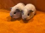 Wit california zwart cavia beertjes, Cavia, Mannelijk, Tam, Oktober