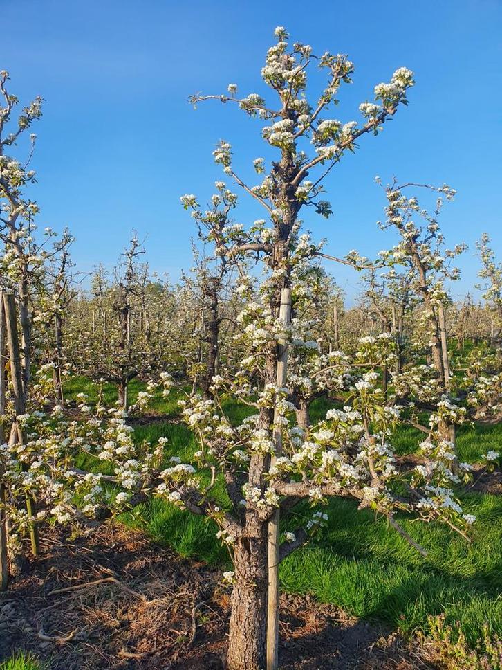 perenbomen oude fruitboom, Tuin en Terras, Planten | Bomen, Overige soorten, 100 tot 250 cm, Volle zon, Ophalen of Verzenden
