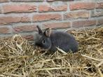 Mooi kleurdwerg tan rammetje te koop I153-355, Dieren en Toebehoren, Konijnen, Mannelijk, Dwerg