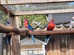 3 Pennant rosella 2025, Dieren en Toebehoren, Vogels | Parkieten en Papegaaien, Meerdere dieren, Parkiet, Geringd