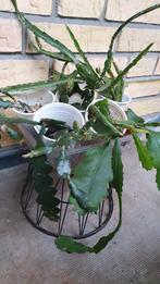 Blad cactus Epiphyllum/ Rhipsalis verschillende, Minder dan 100 cm, Groene kamerplant, Halfschaduw, Ophalen of Verzenden