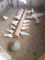 Keulse tuimelaars, Dieren en Toebehoren, Meerdere dieren, Tuimelaar of Roller