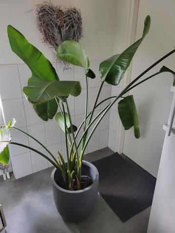 Grote Strelitzia 140 cm  beschikbaar voor biedingen