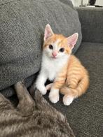 Kitten te koop, oranje katertje, Dieren en Toebehoren, Katten en Kittens | Overige Katten, Meerdere dieren