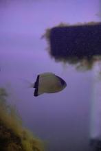 Zeeaquarium juffer, Dieren en Toebehoren, Vis