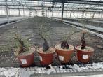 Caudex plant Mestoklema Elata Zuid Afrika 15 cm pot, Overige soorten, Ophalen of Verzenden, In pot, Minder dan 100 cm