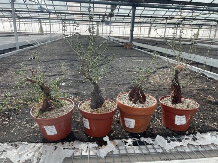 Caudex plant Mestoklema Elata Zuid Afrika 15 cm pot, Huis en Inrichting, Kamerplanten, Overige soorten, Minder dan 100 cm, Bloeiende kamerplant