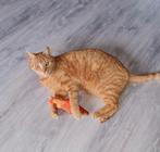 Lieve knuffel kat, Dieren en Toebehoren, Katten en Kittens | Overige Katten, Kater, 3 tot 5 jaar