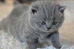 Prachtige raszuivere Britse korthaar kittens, Dieren en Toebehoren, Katten en Kittens | Raskatten | Korthaar, Ontwormd, Meerdere dieren