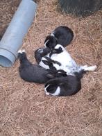 Heel veel lieve konijntjes te koop, Dieren en Toebehoren, Geslacht onbekend, Hangoor, 0 tot 2 jaar