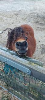 Drachtige shetland stamboek kroon merrie minimaat, Merrie