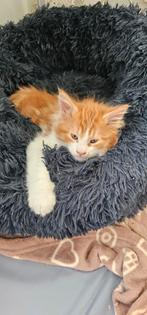 Nog 1 Prachtige Maine Coon kitten met stamboom., Dieren en Toebehoren, Katten en Kittens | Raskatten | Langhaar, Meerdere dieren
