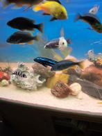 diverse malawicichlide gaan alleen samen weg 10cm te koop, Vis, Zoetwatervis