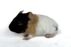 Lief choco-creme-wit gladhaar zeugje, Cavia, Juli, Vrouwelijk, Tam