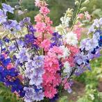 Ridderspoor - Delphinium ajacis - 'Imperial mixed', Ophalen of Verzenden, Voorjaar, Volle zon, Zaad