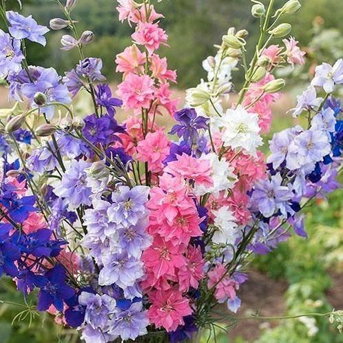 Ridderspoor - Delphinium ajacis - 'Imperial mixed', Tuin en Terras, Bloembollen en Zaden, Zaad, Voorjaar, Volle zon, Ophalen of Verzenden