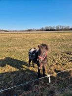 2 appaloosa dekhengstjes !!ter dekking!!, Hengst