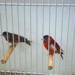 Kapoetsensijzen pastel, Dieren en Toebehoren, Meerdere dieren