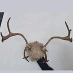 Mooi gewei rendier hert gewei met schedel op schild, Verzamelen, Dierenverzamelingen, Ophalen of Verzenden, Gebruikt, Hert, Gewei of Kop
