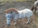 Te koop 2 merrieveulens, Dieren en Toebehoren, Pony's, A pony (tot 1.17m), Gechipt, 0 tot 2 jaar