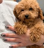 Toy poedel Cream, Poedel, Particulier, Rabiës (hondsdolheid), Reu