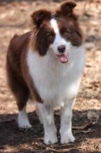 Lieve geteste border collie teef, Particulier, CDV (hondenziekte), Buitenland, Teef