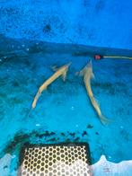 Albino steuren 50-60 cm desgewenst bezorgd aan huis, Steur