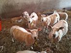 Te koop wol van onze Swifter schapen en 2 bruine schapen., Ophalen, Nieuw, Spinwol
