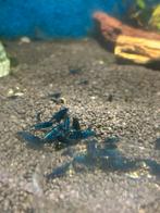 Mooie blue dream neocaridina garnalen, Dieren en Toebehoren, Kreeft, Krab of Garnaal, Zoetwatervis, Schoolvis