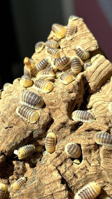 Cubaris sp. Jupiter ispods/pissebedden beschikbaar voor biedingen